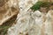 Peregrine falcon landing on cliff