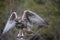 Peregrine Falcon landing on perch