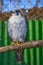 Peregrine Falcon, a large beautiful cards, strong Hawk, bird of prey in the wild.