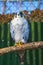 Peregrine Falcon, a large beautiful cards, strong Hawk, bird of prey in the wild.