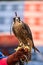 Peregrine falcon looking straight at camera with head cap and harness on perched on trainers leather glove ready for flight