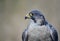 Peregrine falcon looks over its shoulder, alert for prey