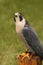 Peregrine Falcon Looks Way Up