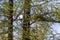 Peregrine falcon nest on a tree