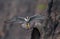 Peregrine Falcon in New Jersey