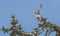 Peregrine Falcon Perch on Branch