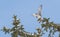 Peregrine Falcon Perch on Branch