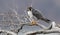 Peregrine Falcon Perch on Branch