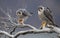 Peregrine Falcon Perch on Branch