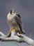 Peregrine Falcon Perch on Branch