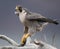 Peregrine Falcon Perch on Branch