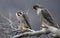 Peregrine Falcon Perch on Branch