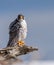 Peregrine Falcon Perch on Branch