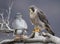 Peregrine Falcon Perch on Branch