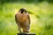 Peregrine falcon on a perch on a sunny day.