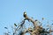 Peregrine falcon perched