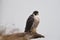 A Peregrine Falcon perched on a dead limb