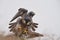 A Peregrine Falcon perched on a dead limb