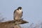 A Peregrine Falcon perched on a dead limb