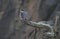 A Peregrine Falcon perched on a dead limb
