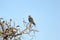 Peregrine falcon perched on tree branch on blue sky background