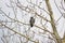 A peregrine falcon perching on the branch.