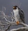 Peregrine Falcon Portrait