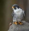 Peregrine Falcon Portrait