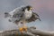 Peregrine Falcon Portrait