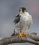 Peregrine Falcon Portrait