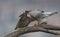 Peregrine Falcon Portrait