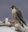 Peregrine Falcon Portrait