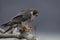 Peregrine Falcon Portrait