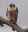 Peregrine Falcon Portrait