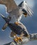 Peregrine Falcon Portrait