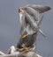 Peregrine Falcon Portrait
