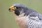 A peregrine falcon potrait