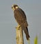 Peregrine Falcon on the prowl