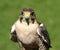 Peregrine falcon ready for flight