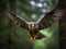 The Peregrine Falcon\\\'s Dive: Speed and Precision in Motion