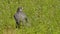 Peregrine falcon, seen from behind