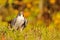 Peregrine Falcon sitting on the ground