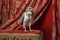 Peregrine Falcon sitting on a red velvet background, close up