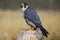Peregrine falcon sitting on a rock