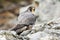 Peregrine falcon sitting on rock in autumn nature.