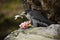 Peregrine Falcon sitting in the rock with catch bird