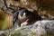 Peregrine Falcon sitting in the rock with catch bird, food on the stone. Peregrine Falcon, bird of prey sitting on the stone with