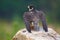 Peregrine Falcon sitting on a rock with green forest in the background. Bird of prey in nature.