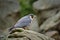 Peregrine Falcon sitting on the rock. Rare bird in nature habitat. Falcon in the Czech mountain Ceske Svycarsko National Park.