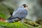 Peregrine Falcon sitting on the rock. Rare bird in nature habitat. Falcon in the Czech mountain Ceske Svycarsko National Park.